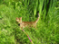 GCH Natureworks Naomi